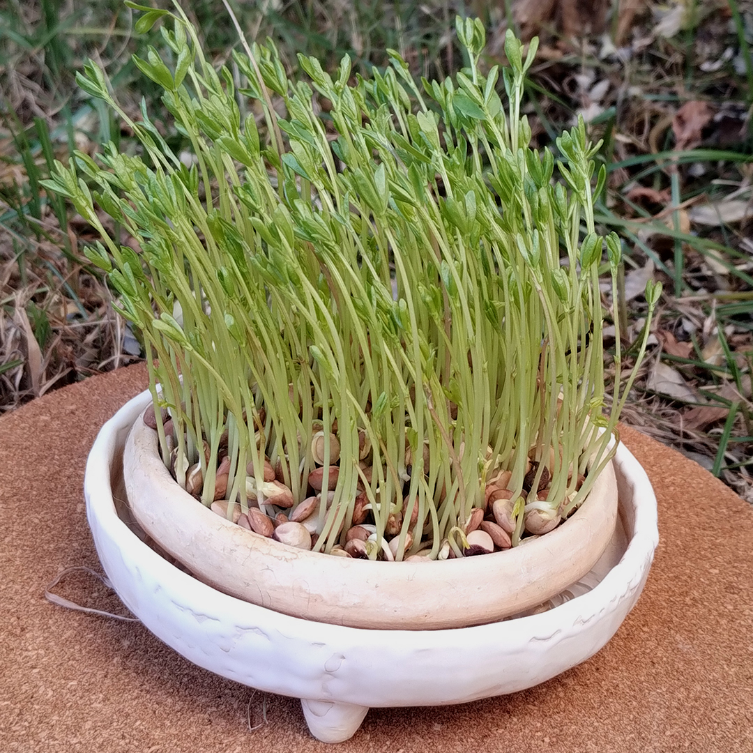 Germinador de cerámica. Esmaltado con esmaltes aptos para contener alimentos. Ideal para brotes de lentejas, arvejas, alfalfa, rabanito y más.