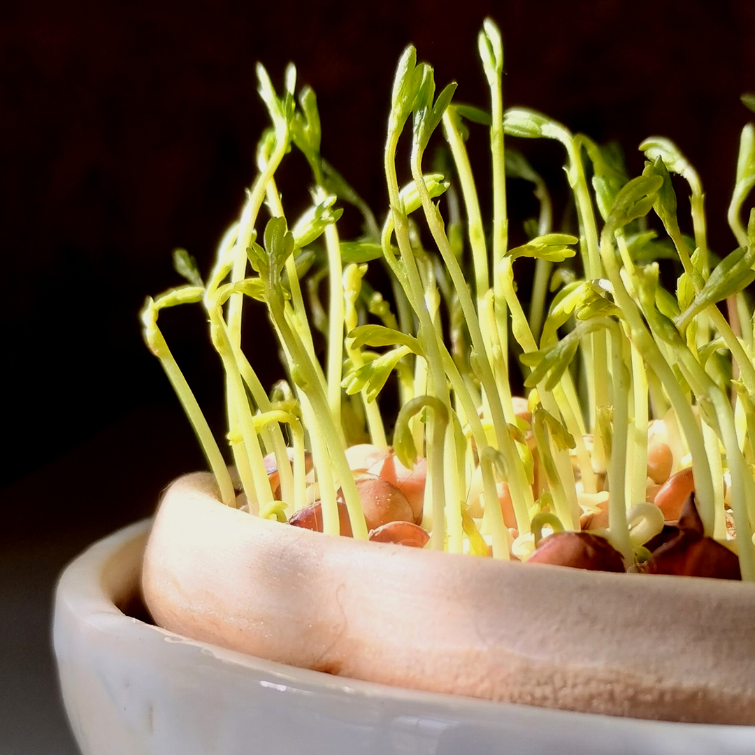 Germinador de cerámica. Esmaltado con esmaltes aptos para contener alimentos. Ideal para brotes de lentejas, arvejas, alfalfa, rabanito y más. 1