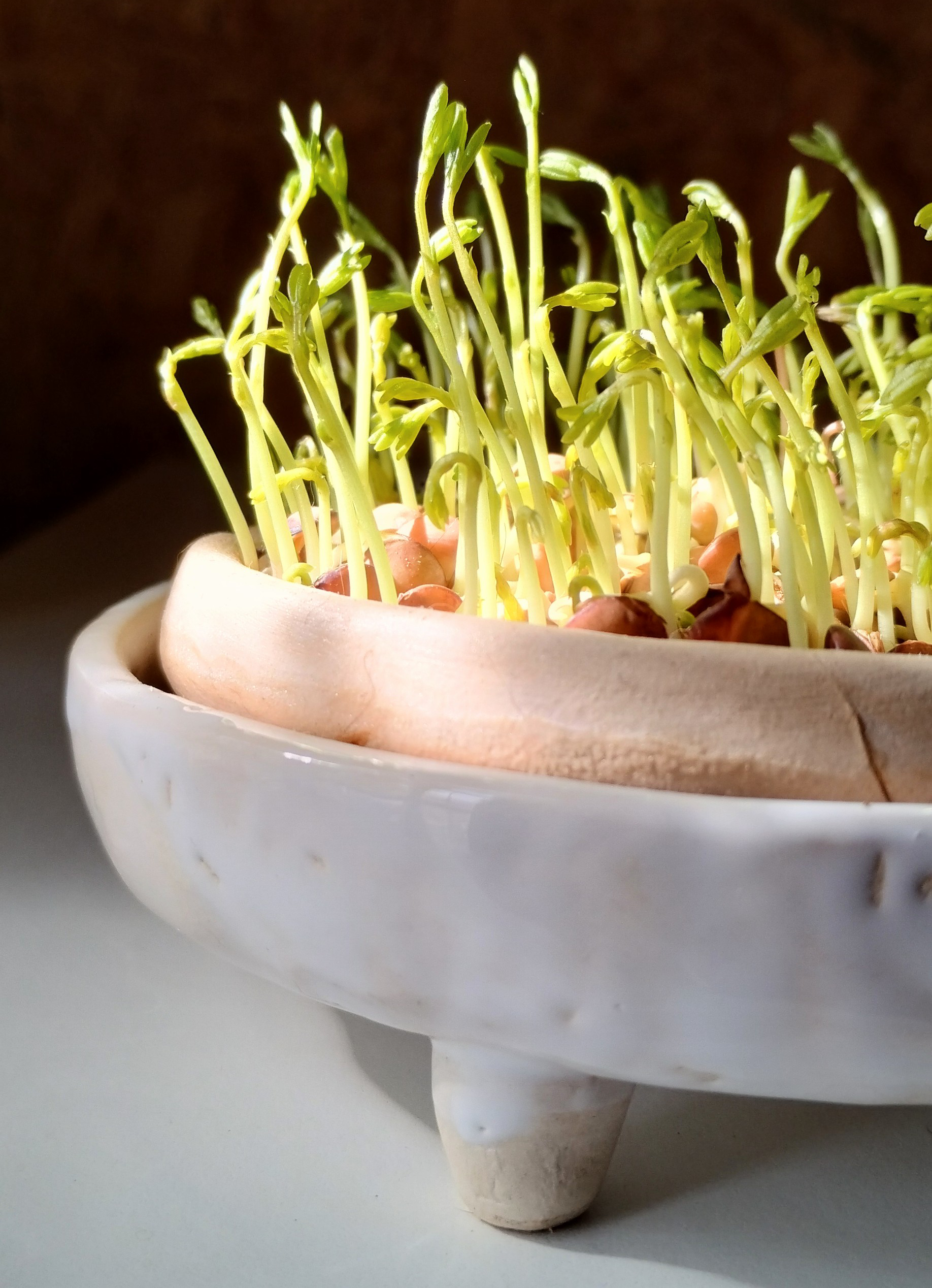 Germinador de cerámica. Esmaltado con esmaltes aptos para contener alimentos. Ideal para brotes de lentejas, arvejas, alfalfa, rabanito y más. 2